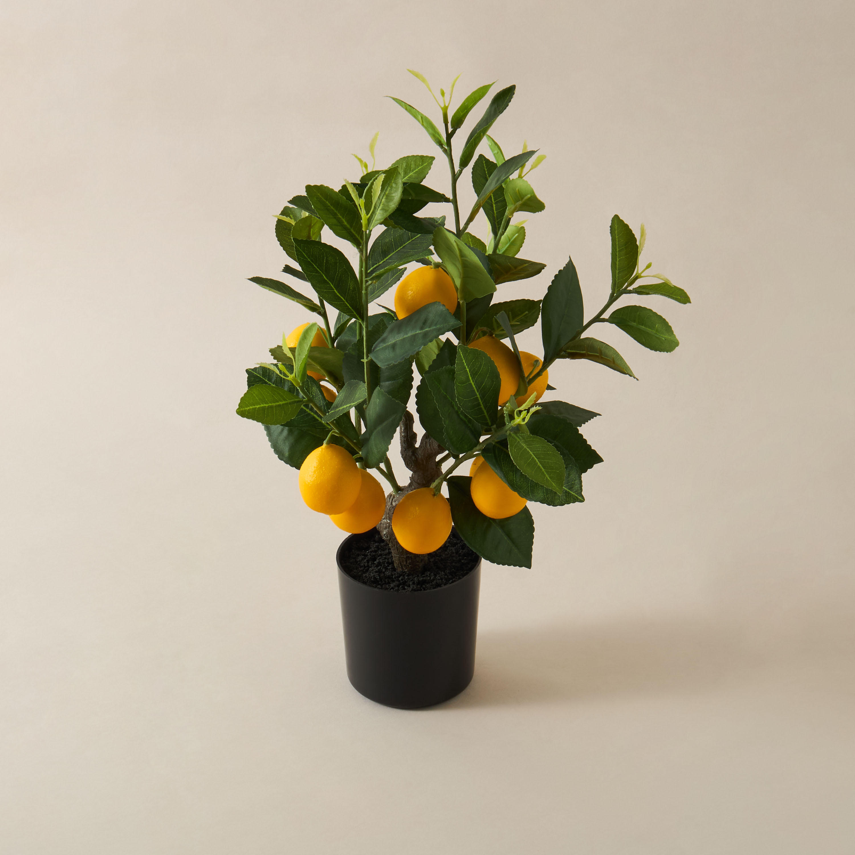 Decorative Lemon Tree-household-gardenandoutdoor-trees-image-2
