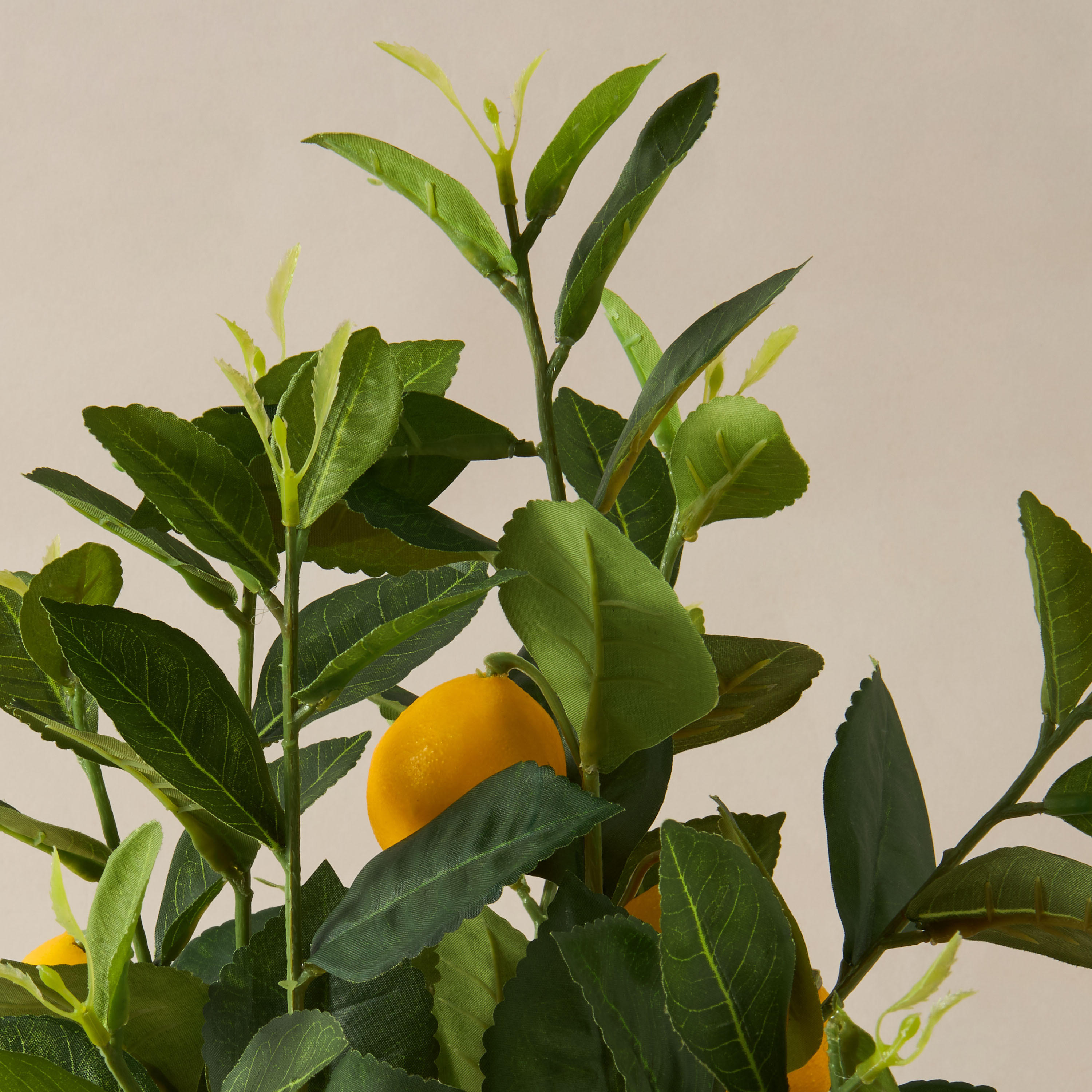 Decorative Lemon Tree-household-gardenandoutdoor-trees-image-3