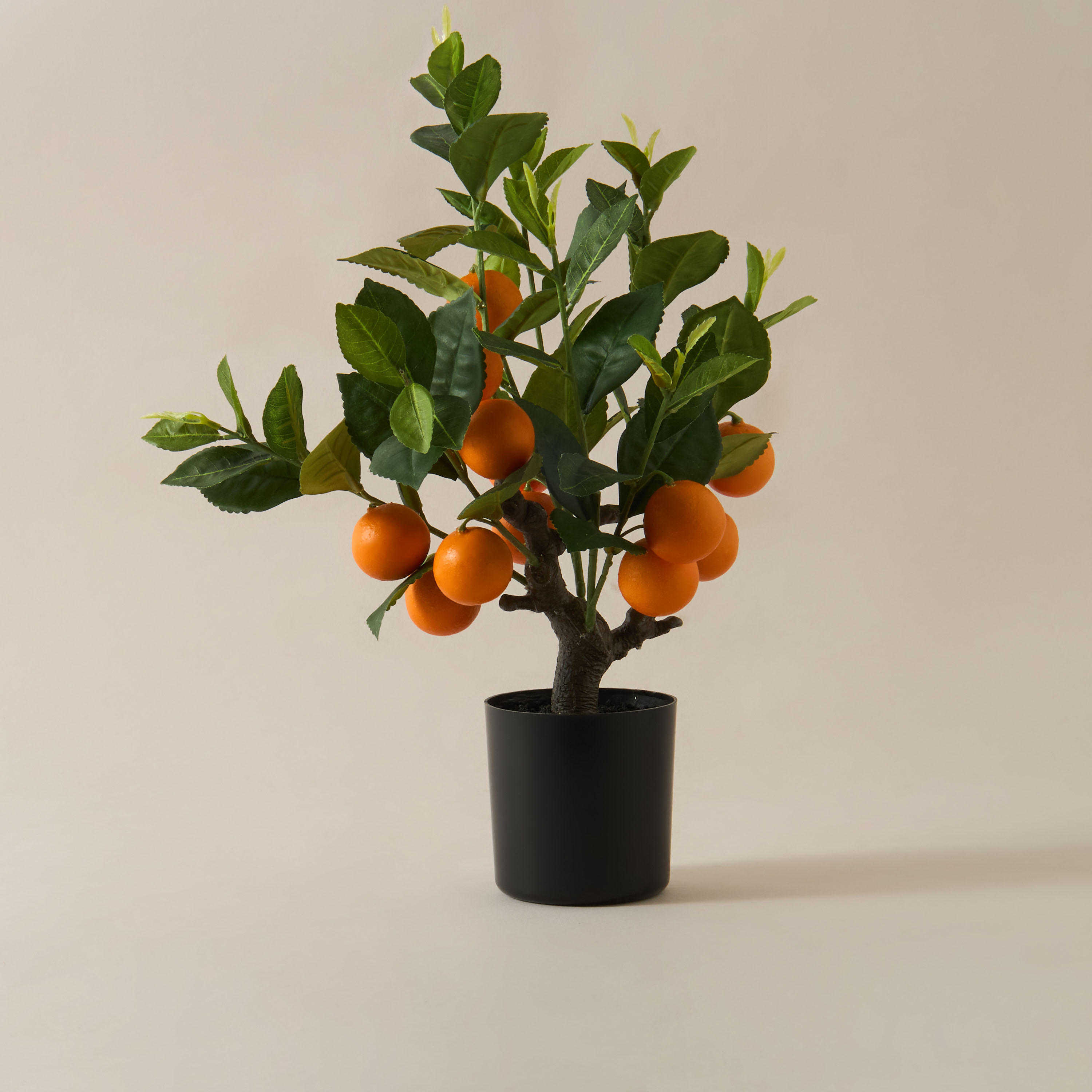 Decorative Orange Tree-household-gardenandoutdoor-trees-image-1