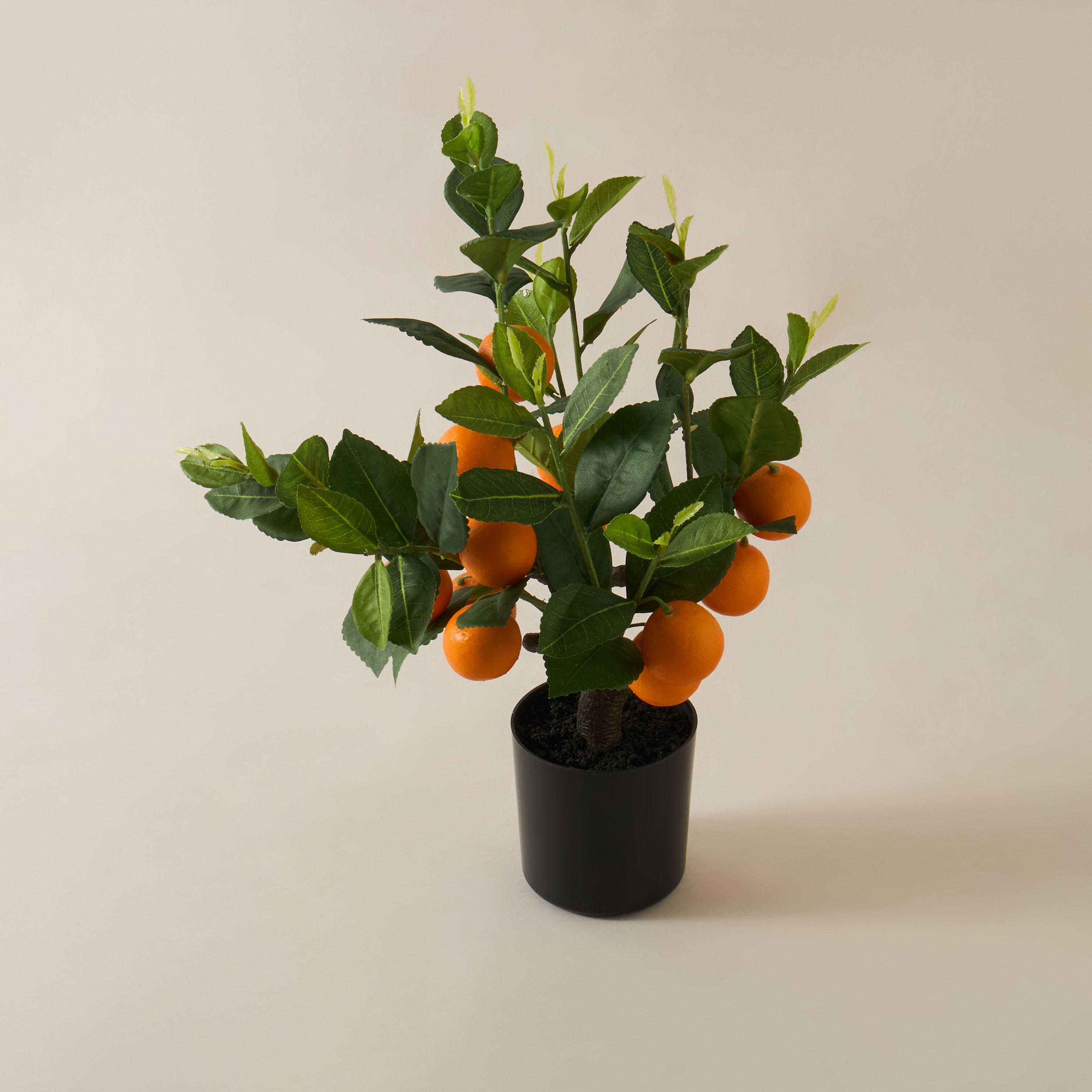Decorative Orange Tree-household-gardenandoutdoor-trees-image-2