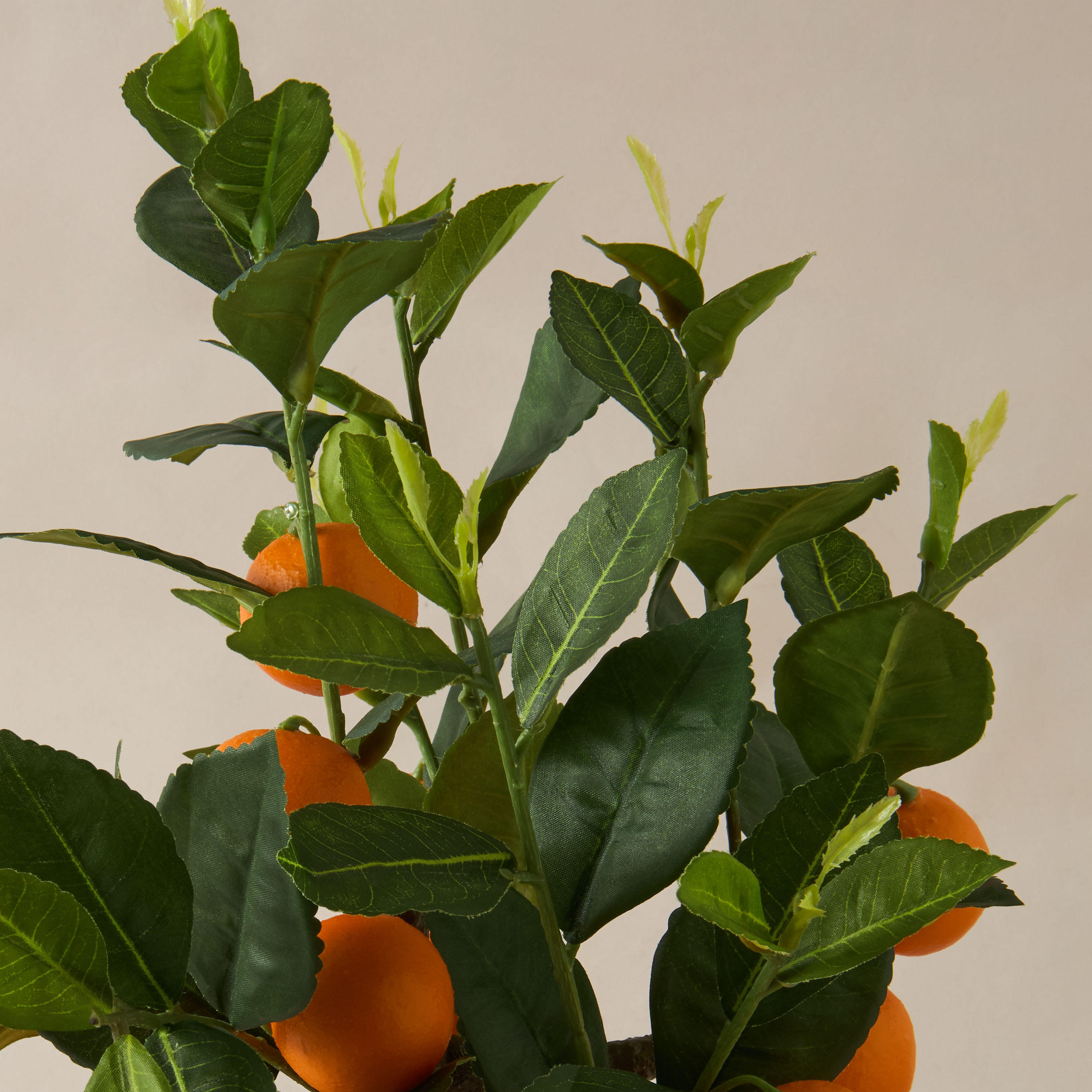 Decorative Orange Tree-household-gardenandoutdoor-trees-image-3
